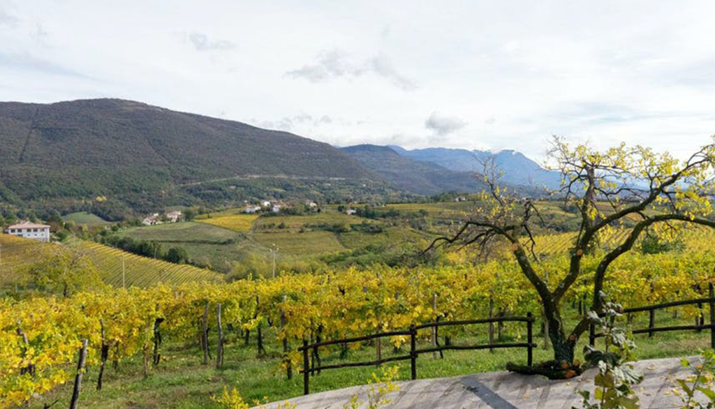 Vini friulani spontanei Draga, viaggio tra Natural art, macerazioni, fasi lunari e lieviti indigeni