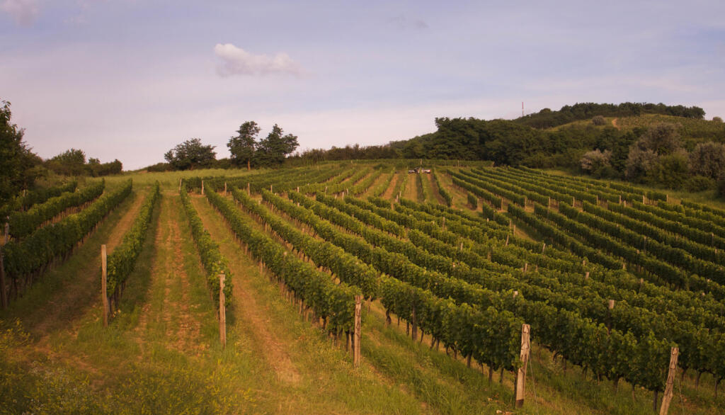 Dalla cantina ungherese Füleky, tutte le favolose sfumature del Tokaji da uve Furmint