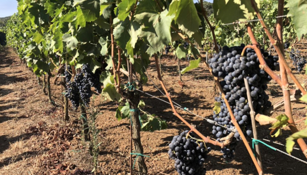 Tenuta La Francescana, cantina laziale di Murgo per scoprire il grande autoctono Nero Buono