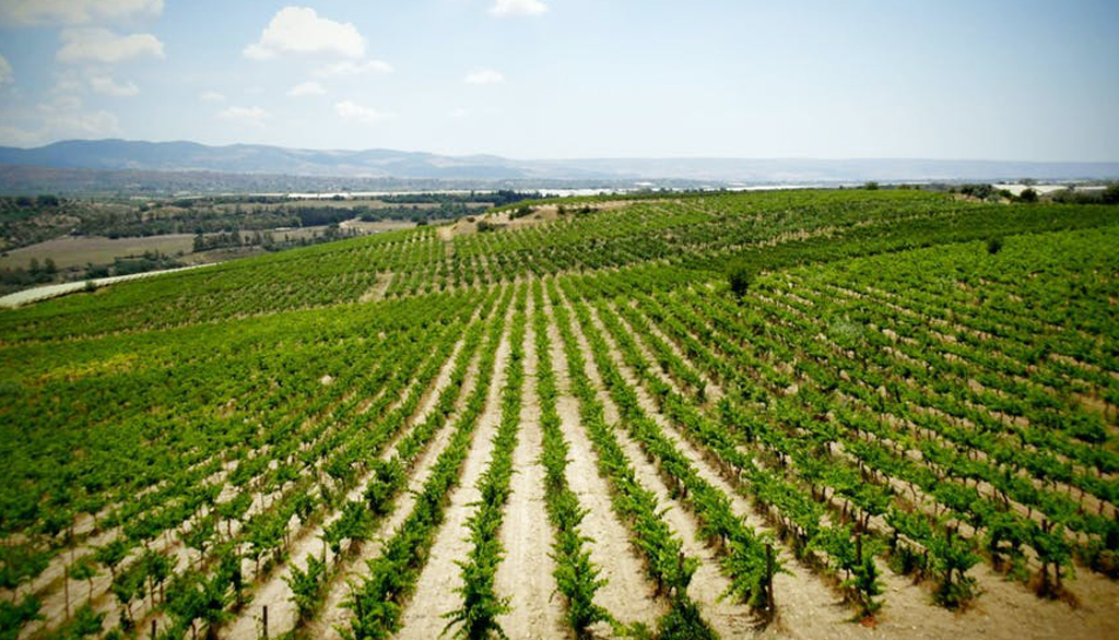 Le tipicità vinicole della Sicilia della cantina ragusana Terre di Giurfo