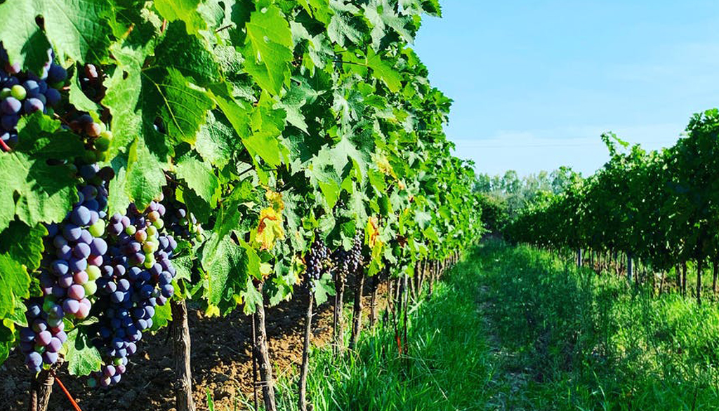 Podere dei Musi in Toscana, piccola azienda a familiare di vini artigianali D.O.C. di Bolgheri