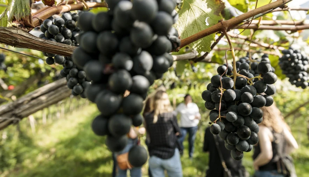I vini della tradizione altoatesina Griesbauerhof della famiglia Mumelter, vignaioli dal 1785