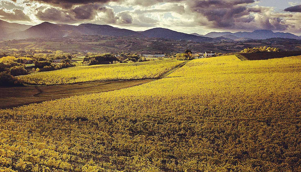 Bisci nelle Marche, il Verdicchio di Matelica biologico dal fermo alle bollicine