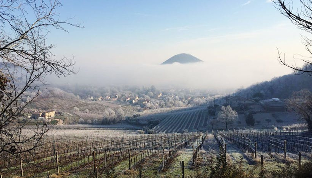 I vini veneti dei Colli Euganei di Quota 101, cantina biologica a conduzione familiare