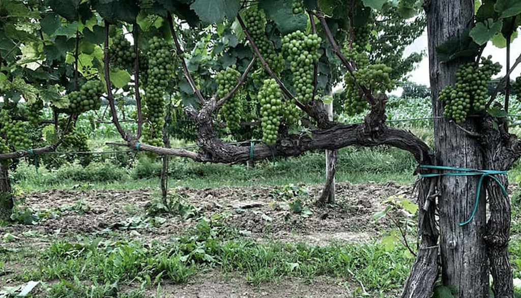 La tipicità dei vini friulani di Tarlao, dalla familiarità con la terra