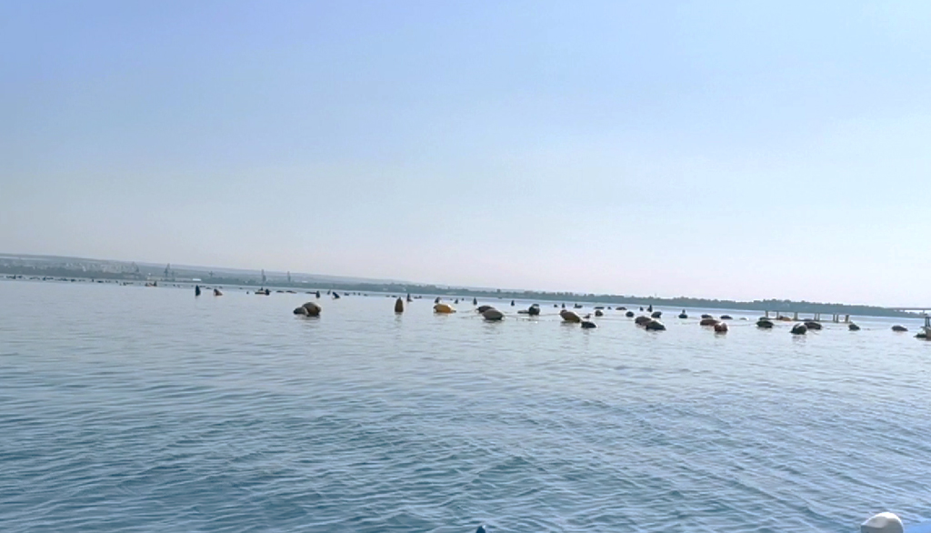 Il presidente del WWF di Taranto spiega le meraviglie del Mar Piccolo tra natura, paesaggio e cozze