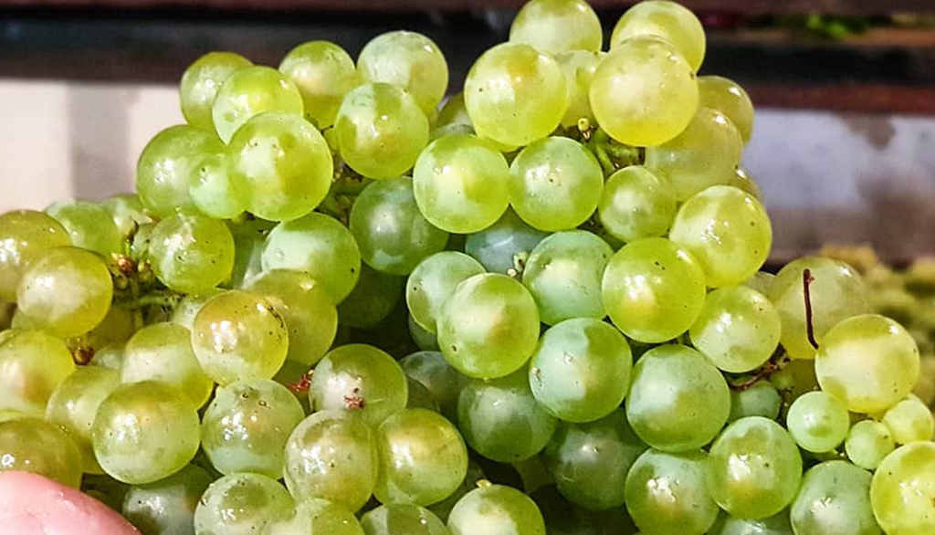 Joseph Desruets, lo champagne come patrimonio familiare per uno stile impareggiabile