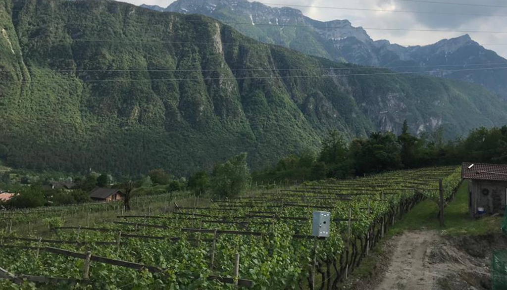 Fagarini, dalla Valsugana i vini trentini di carattere di Tania Gozzer