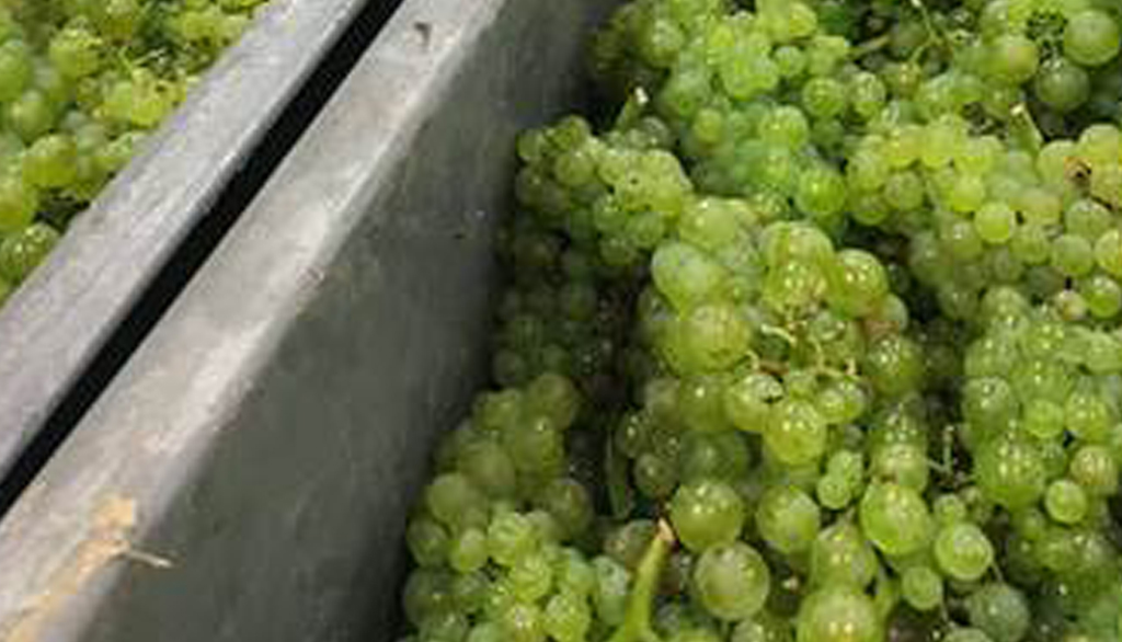 Gli champagne di Mallol Gantois, dall’evocativo villaggio di Cramant in Côte des Blancs