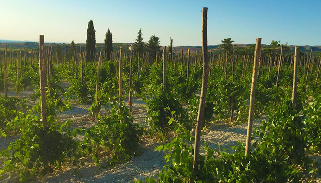 Baroni di Pianogrillo, vini autoctoni da un antico feudo siciliano sui monti Iblei nel ragusano