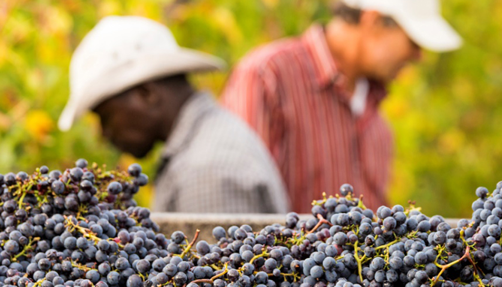 Fattoria di Rodáno, vini biologici dal cuore della denominazione del Chianti Classico nel senese