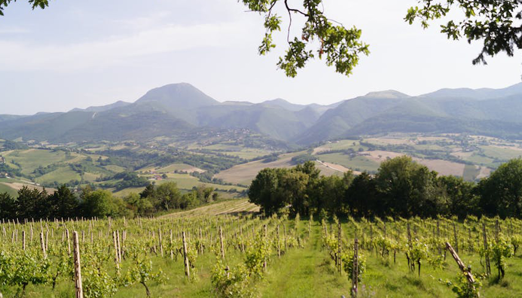 Fattoria Nannì nelle Marche, alle Origini del vino Verdicchio dei Castelli di Jesi biologico