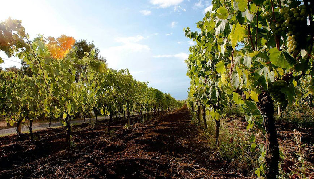 Dalla cantina L’Olivella a Frascati, vini bio vulcanici nel “paradiso” di Goethe