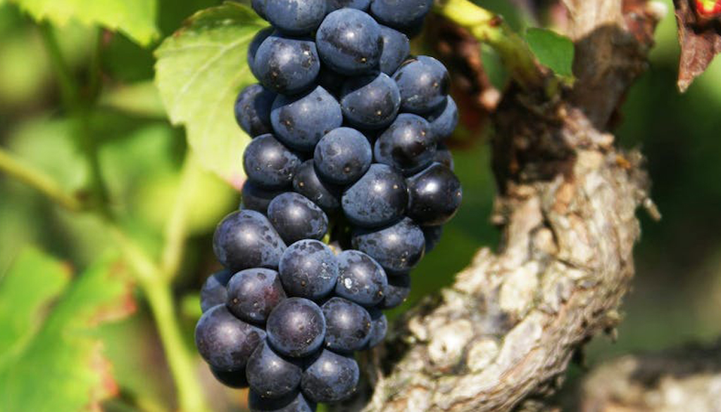 Gli champagne di Dourdon-Vieillard, biodiversità e identità da una secolare storia di famiglia
