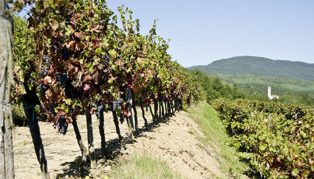 La tradizione friulana in veste moderna dei vini macerati di Ronco Severo a Prepotto (UD)