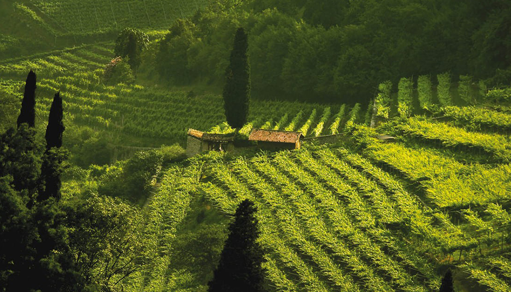 Battistotti, marchio secolare del vino trentino che prosegue nella solidarietà contadina di Vivallis