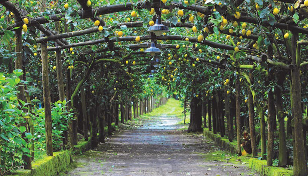 L’Eden, paradisiaci liquori artigianali tipici della Costiera Sorrentina