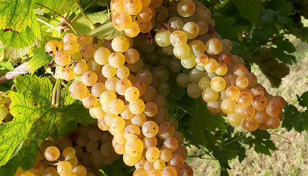 Ilaria Salvetti, tutte le sfumature di Erbaluce di Caluso dal cuore del suo territorio in Piemonte