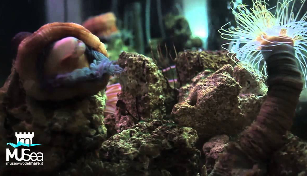 MuSea, il Museo Vivo del Mare di Pioppi sulla costa del Cilento in Campania
