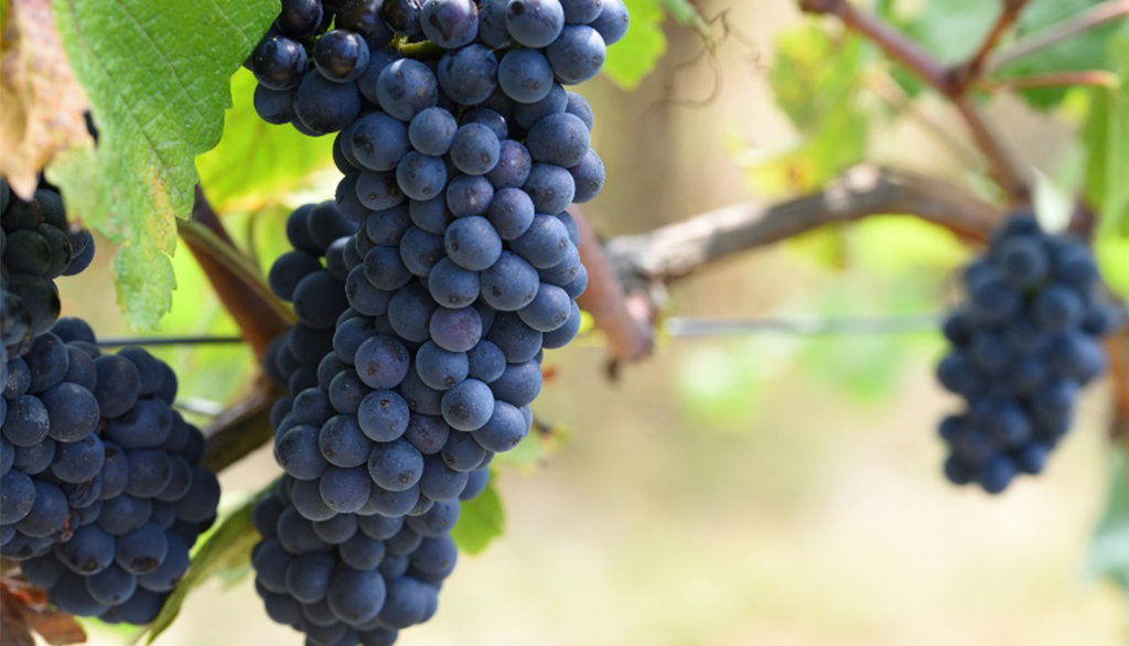 Podere Fortuna, dal Mugello la sfida vinta di un elegantissimo Pinot Nero toscano