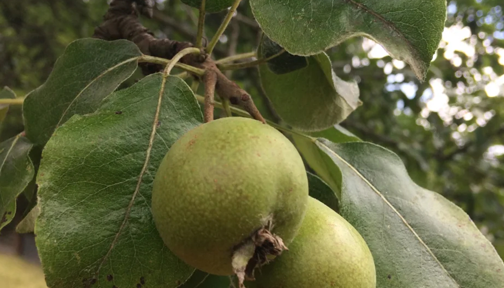 Le Pere Klotzen dell’Alpe Adria, Presidio Slow Food del Friuli Venezia Giulia