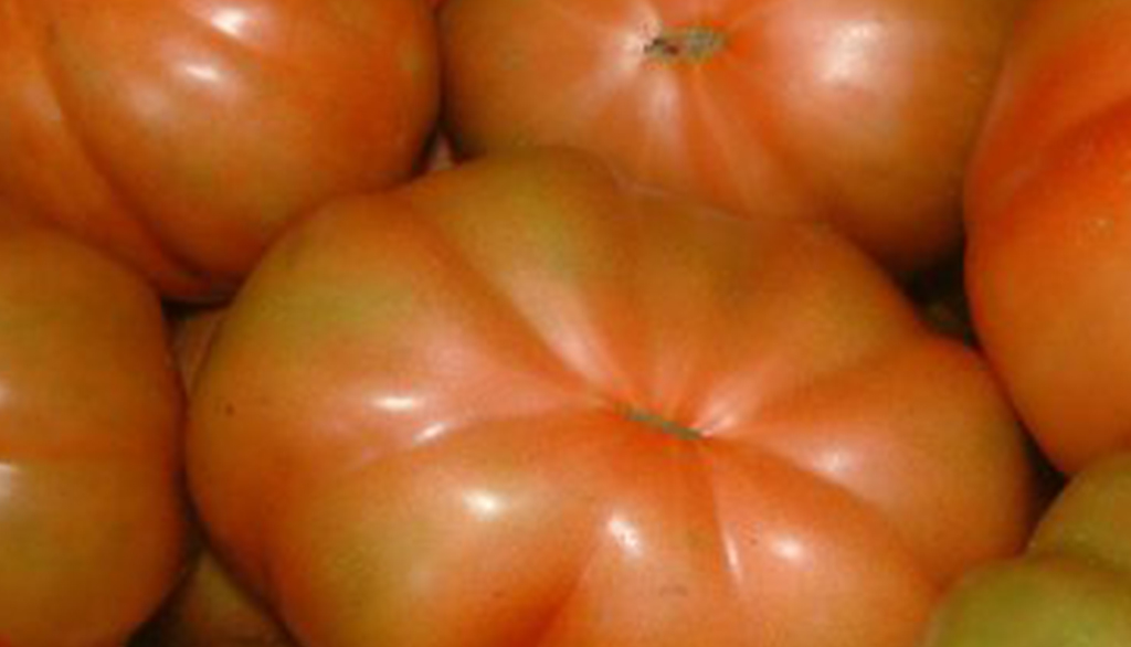 Il Pomodoro canestrino di Lucca, Presidio Slow Food della Toscana