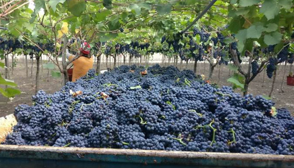 D’Araprì, dalla Puglia fantastici spumanti autoctoni di pionieri delle bollicine da uve italiane