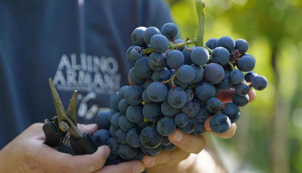 I grandi vini della Valpolicella di Albino Armani, ricchezza di autoctoni in mano alla tradizione