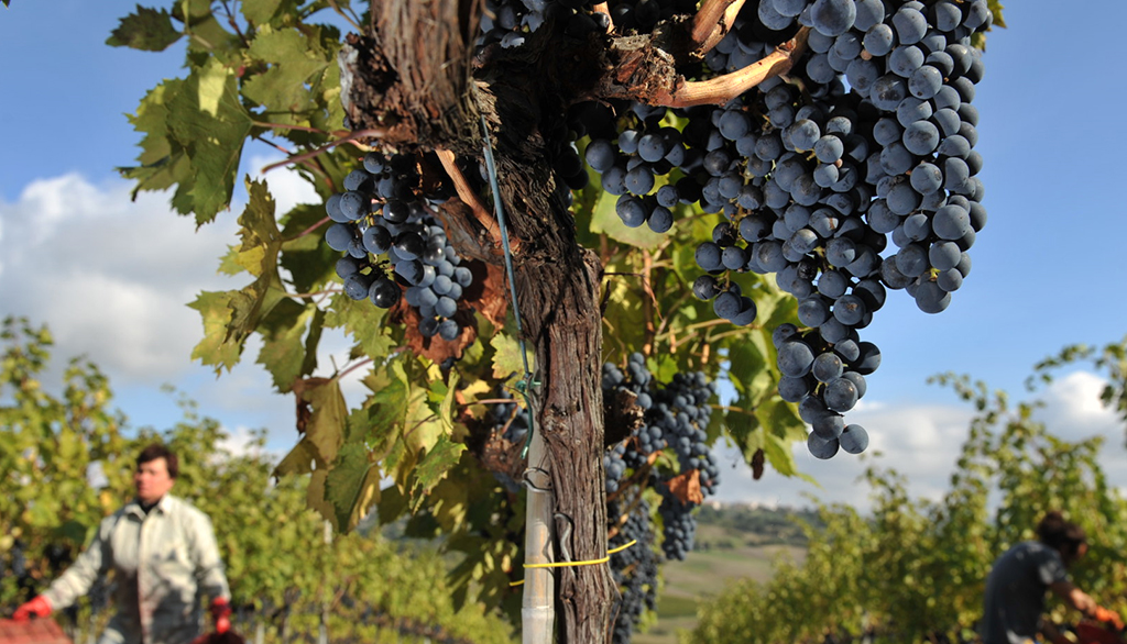 I vini biologici del Molise di Claudio Cipressi, vate dello straordinario Tintilia