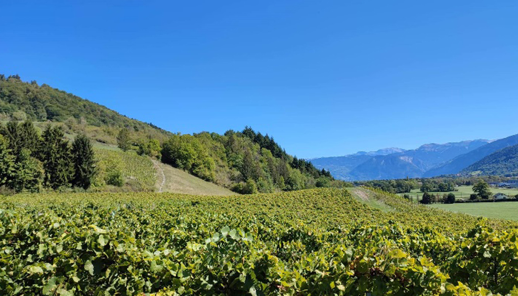 Domaine du Gringet, vini dell’Alta Savoia nel segno dell’eredità di Dominique Belluard
