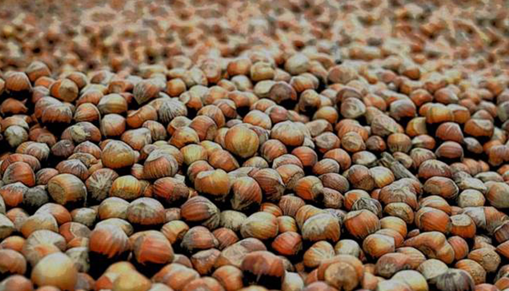 La Tonda Gentile Romana, antica cultivar di nocciola del Lazio