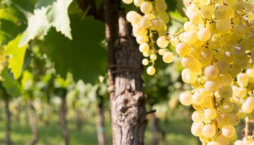 Tenuta Costeselle, bollicine di collina per grandi Prosecco nella meraviglia dei Colli di Asolo