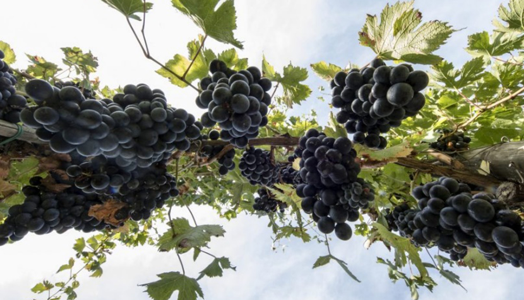 Cantina Luigi Giusti nelle Marche, un secolo di espressioni da sogno di Lacrima di Morro d’Alba