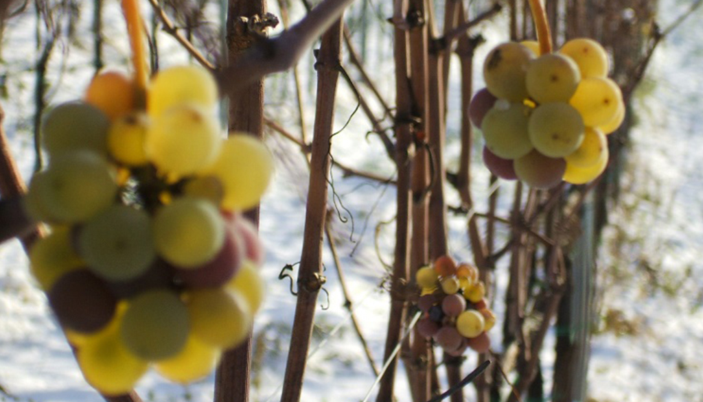 Vignaiolo Fanti, dal Trentino vini di carattere dai vigneti delle Dolomiti