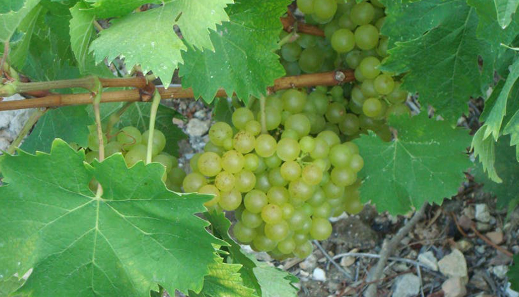 Coop Viticoltori Samos, ambasciatori nel mondo del fantastico Moscato di quest’isola greca dell’Egeo