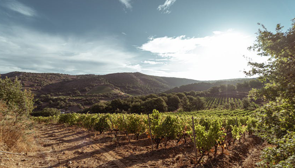 VikeVike, dal cuore della Barbagia i vini sardi di Simone Sedilesu da Cannonau e Granatza