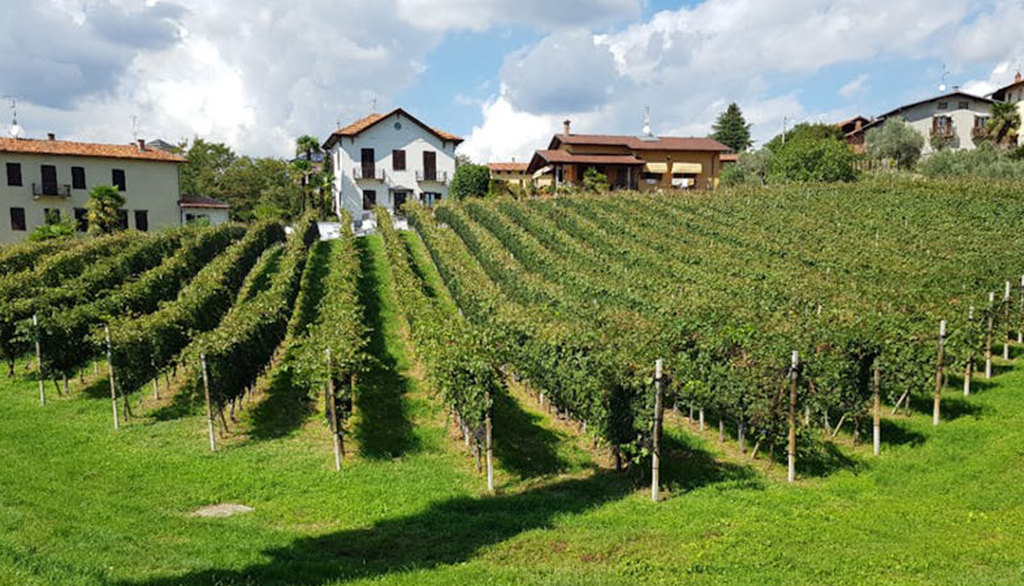 I vini del biellese di Giuseppe Filippo Barni, l’unicità del Mesolone e altre opere d’arte vinicole