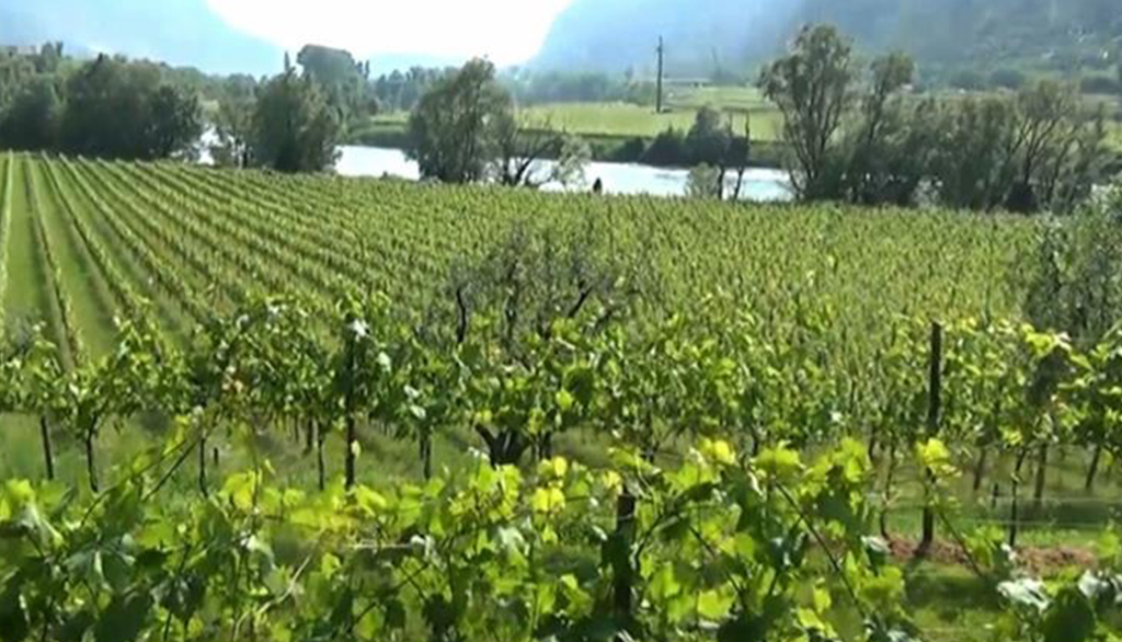 Casa Belfi, dalla Marca Trevigiana i vini biologici di Albino Armani e Maurizio Donadi