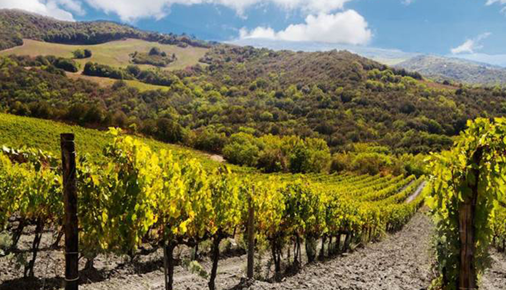 Terre Nere Campigli Vallone, Brunello e vini espressione della terra di Montalcino
