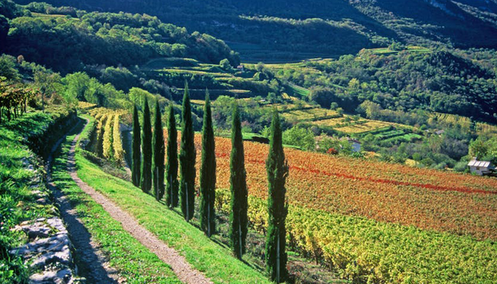 I vini trentini ancorati alla storia di Longariva, per scelta di vita