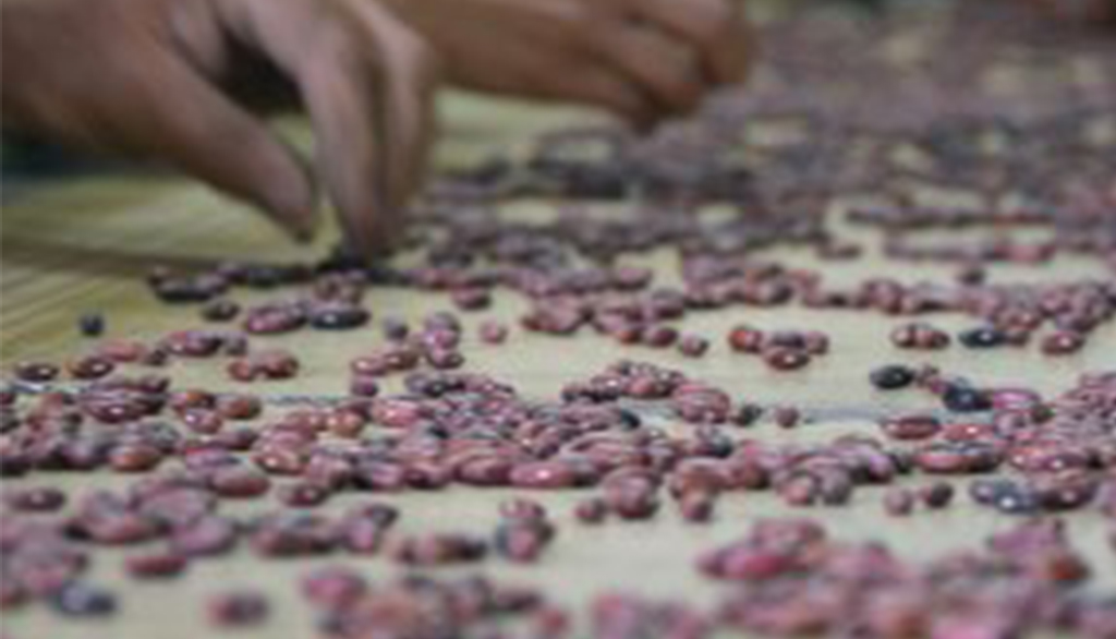 Fagiolo Rosso di Lucca, Presidio Slow Food della Toscana