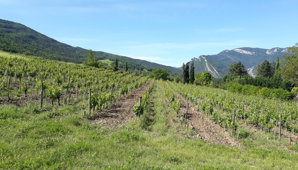 Domaine Achard-Vincent, pionieri delle bollicine biologiche francesi dal 1968