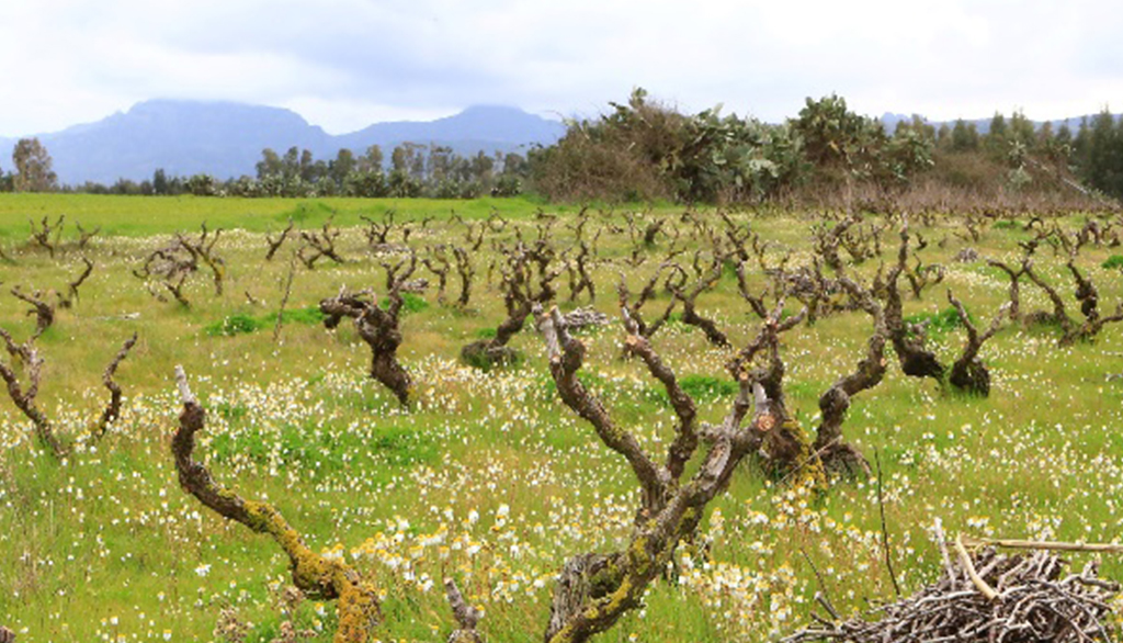 I vini di Quartomoro, espressione identitaria più autentica e sapiente della cultura enoica della Sardegna