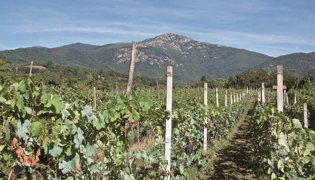 La cantina piemontese Mauro Vini che presidia il Drôné, secolare “nebbiolo” di Dronero (Chatus…)